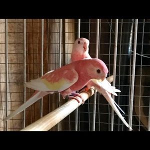 Meet your Posher, Olga